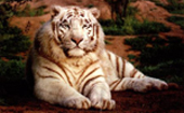 Golbro Tiger View Resort